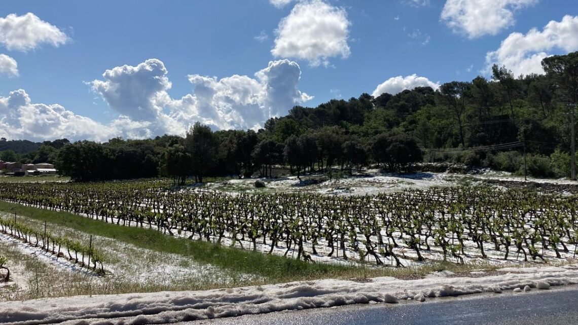 Une commune du Var frappée par la grêle : des pertes de 80 à 90% dans les vignes Une commune du Var frappée par la grêle : des pertes de 80 à 90% dans les vignes