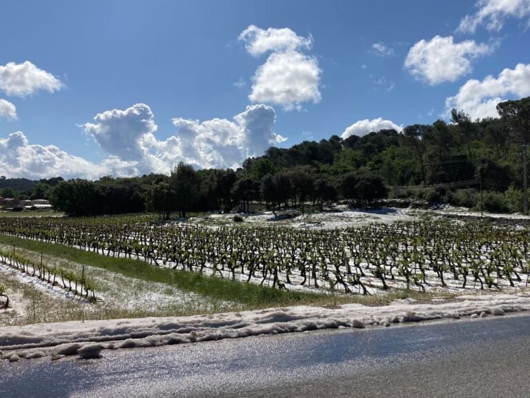 Une commune du Var frappée par la grêle : des pertes de 80 à 90% dans les vignes