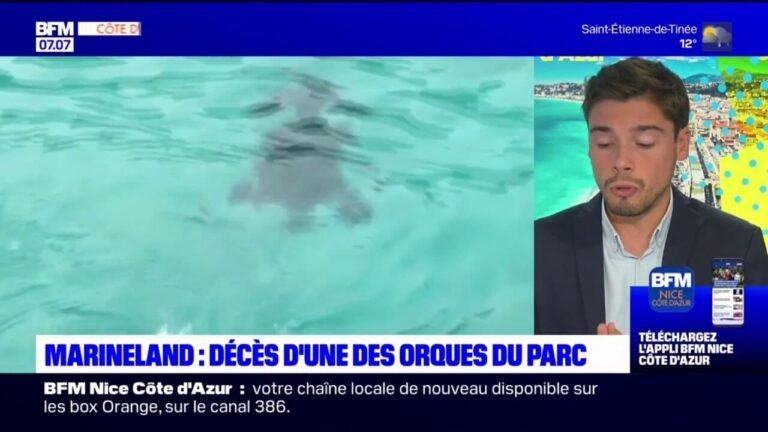 Moana, l&rsquo;orque adorée, nous quitte dans l&rsquo;indignation la plus totale ! 😡