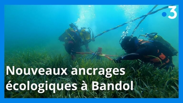 Bandol : Introduction de bouées d&rsquo;ancrage respectueuses de l&rsquo;écosystème pour préserver la posidonie
