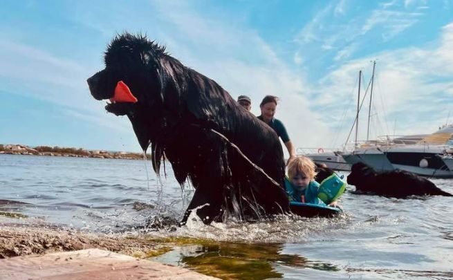 Le Terre-Neuve, une race de chien spécialisée dans le sauvetage aquatique
