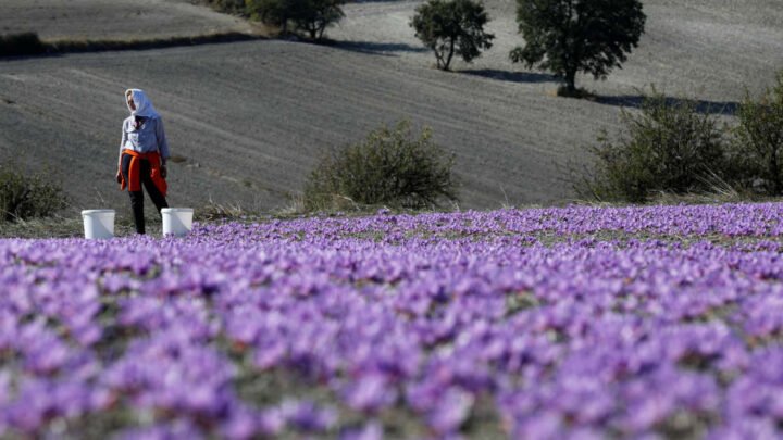 Les difficultés climatiques perturbent la production de safran grec