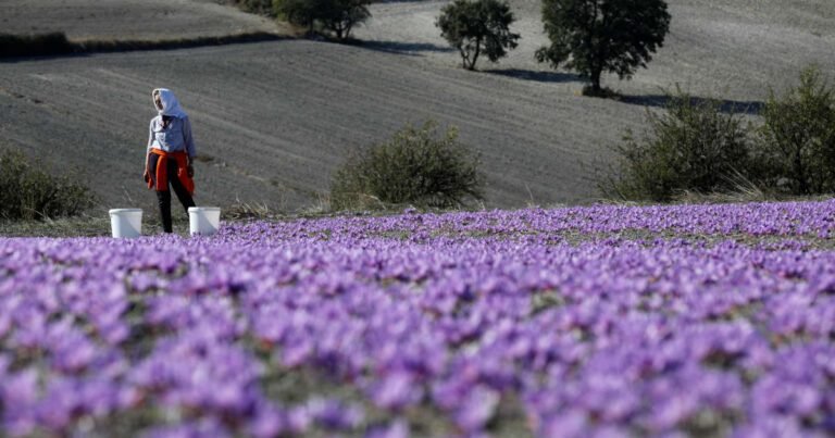 Les difficultés climatiques perturbent la production de safran grec