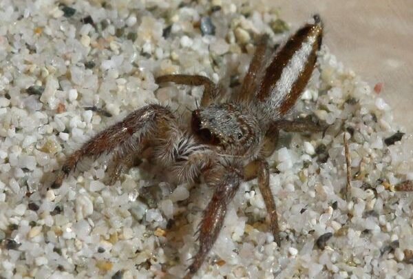 Menace imminente sur la mygale du Lubéron