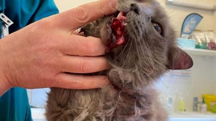 La cruauté envers les animaux : la justice demande huit mois de prison ferme pour avoir maltraité un chat