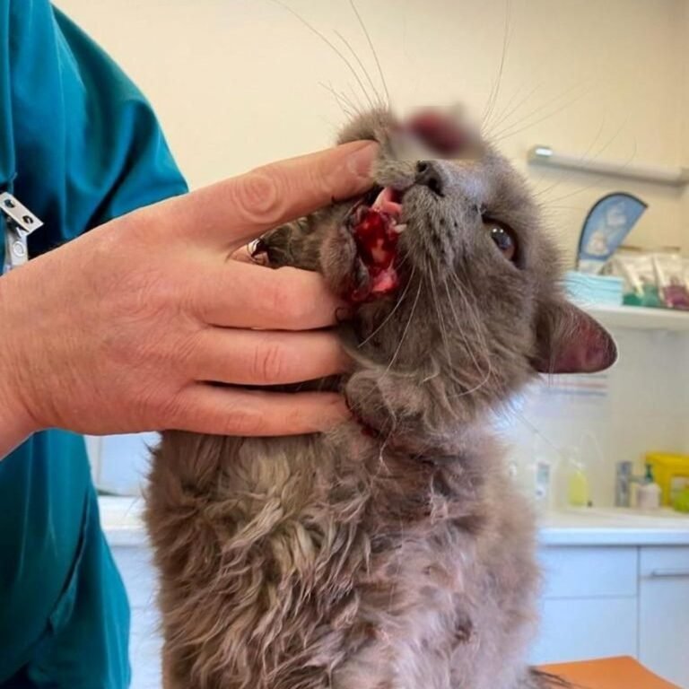 La cruauté envers les animaux : la justice demande huit mois de prison ferme pour avoir maltraité un chat