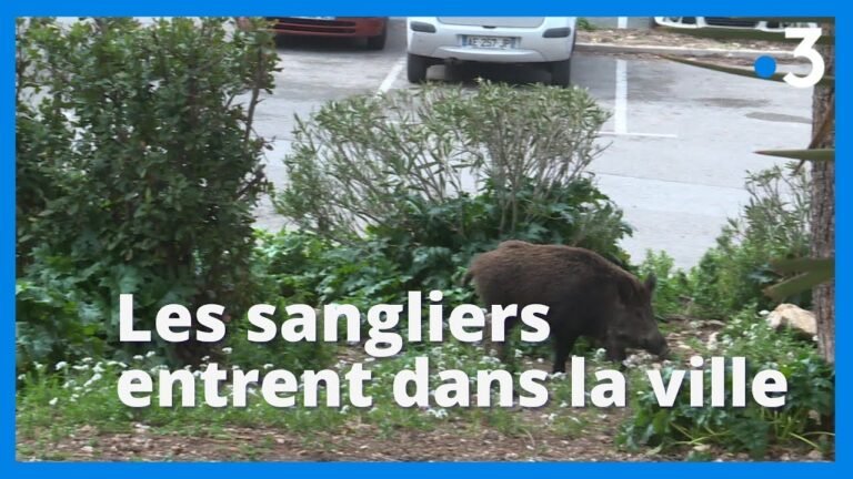 Les sangliers envahissent Marseille et s&rsquo;approchent des zones résidentielles
