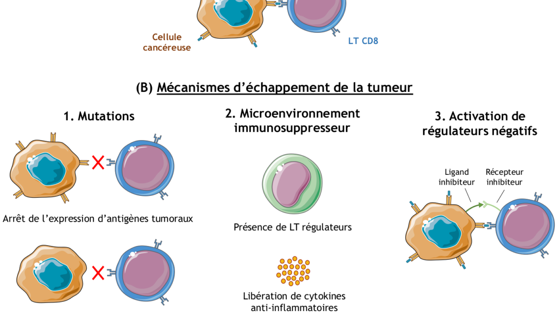 L’immunothérapie révèle son efficacité remarquable contre certains types de cancer L’immunothérapie révèle son efficacité remarquable contre certains types de cancer