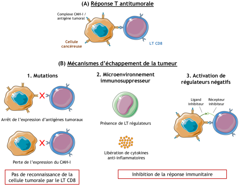 L&rsquo;immunothérapie révèle son efficacité remarquable contre certains types de cancer