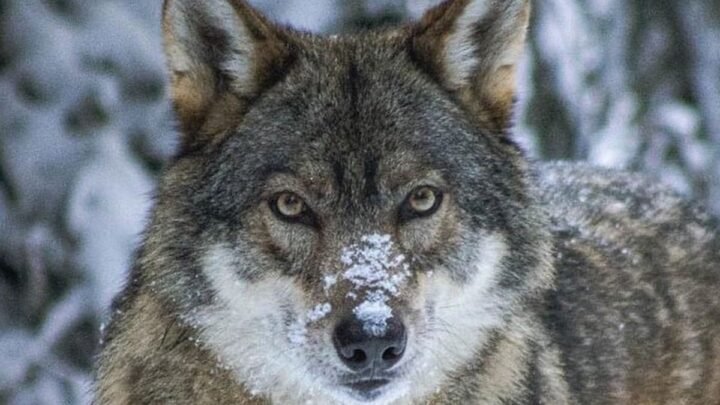 Le Boréon- Parc Alpha célèbre les fêtes de fin d’année avec sa réouverture !