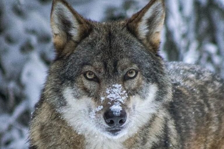 Le Boréon- Parc Alpha célèbre les fêtes de fin d’année avec sa réouverture !