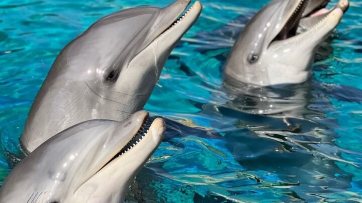 Petit miracle éphémère : le cœur d’un bébé dauphin s’arrête à Marineland