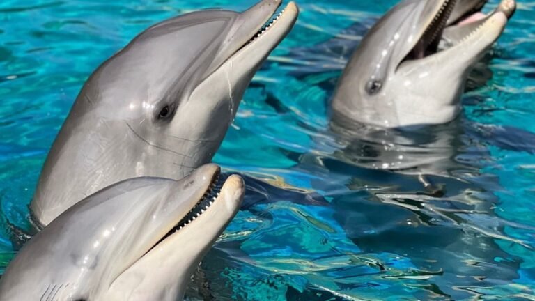 Petit miracle éphémère : le cœur d&rsquo;un bébé dauphin s&rsquo;arrête à Marineland