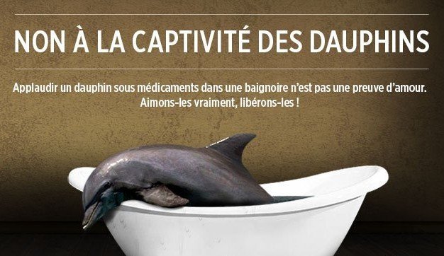 se mobilise pour la protection des dauphins et l’arrêt des captivités. se mobilise pour la protection des dauphins et l’arrêt des captivités.