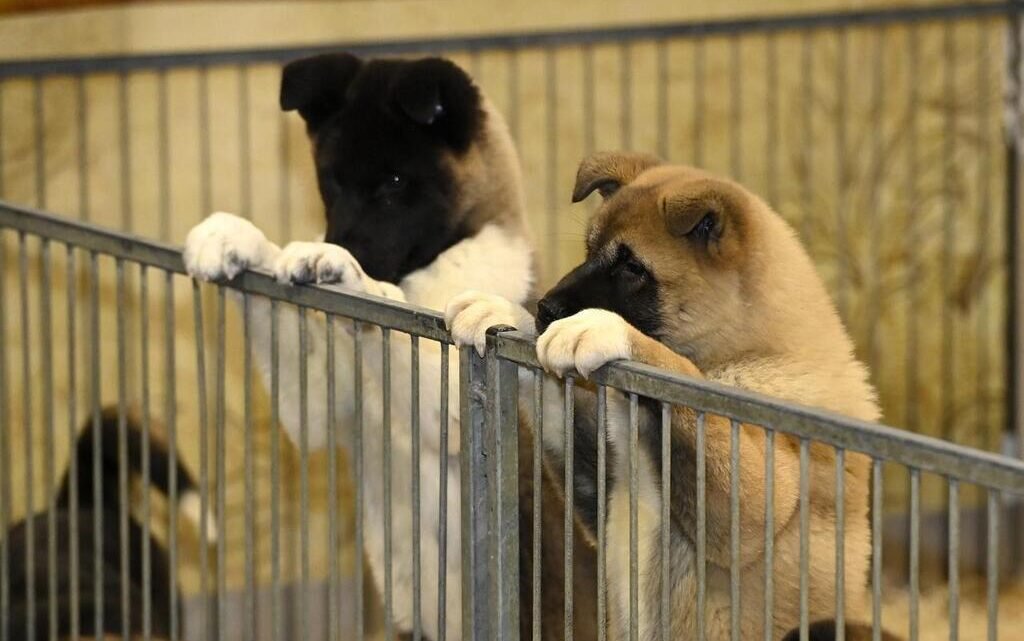 Alerte à la rage chez un jeune chien dans le département du Var Alerte à la rage chez un jeune chien dans le département du Var