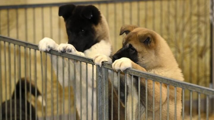 Alerte à la rage chez un jeune chien dans le département du Var