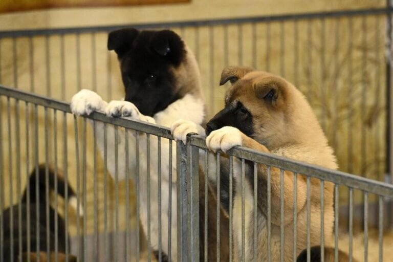 Alerte à la rage chez un jeune chien dans le département du Var