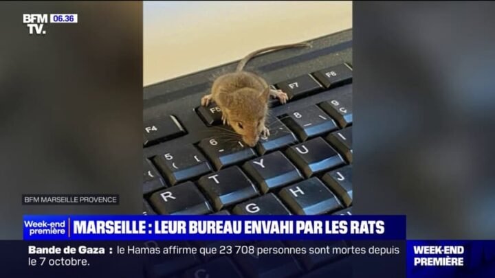Des fonctionnaires municipaux à Marseille se confrontent à une infestation de souris et de rats dans leurs bureaux