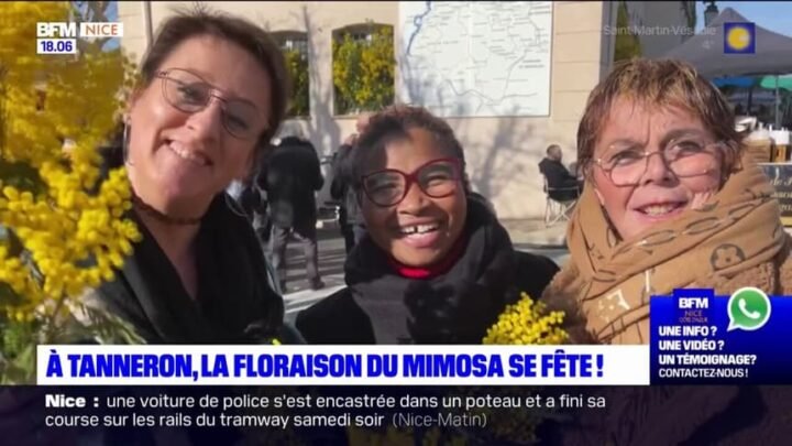 Fête grandiose pour la floraison du mimosa à Tanneron