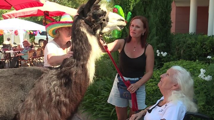 Jules, le lama qui apporte de la joie aux personnes âgées