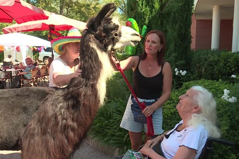 Jules, le lama qui apporte de la joie aux personnes âgées