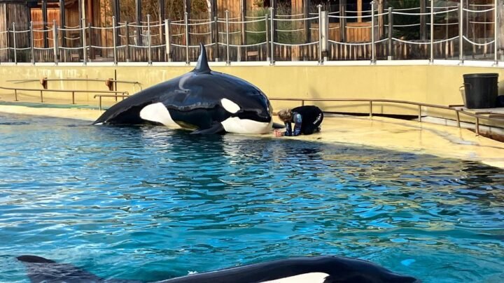 : le gouvernement confirme le maintien des orques de Marineland sur le territoire national