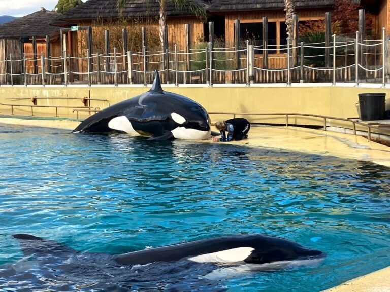 : le gouvernement confirme le maintien des orques de Marineland sur le territoire national
