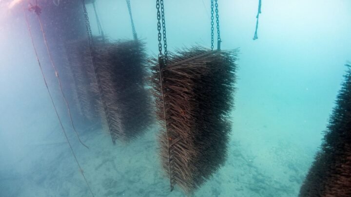 Les nurseries artificielles de Villefranche-sur-Mer : un atout précieux pour les ports de la région