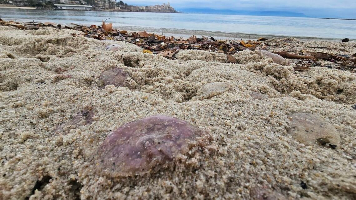 Les plages de la Côte d’Azur submergées par une augmentation inhabituelle de méduses en ce début d’année Les plages de la Côte d’Azur submergées par une augmentation inhabituelle de méduses en ce début d’année