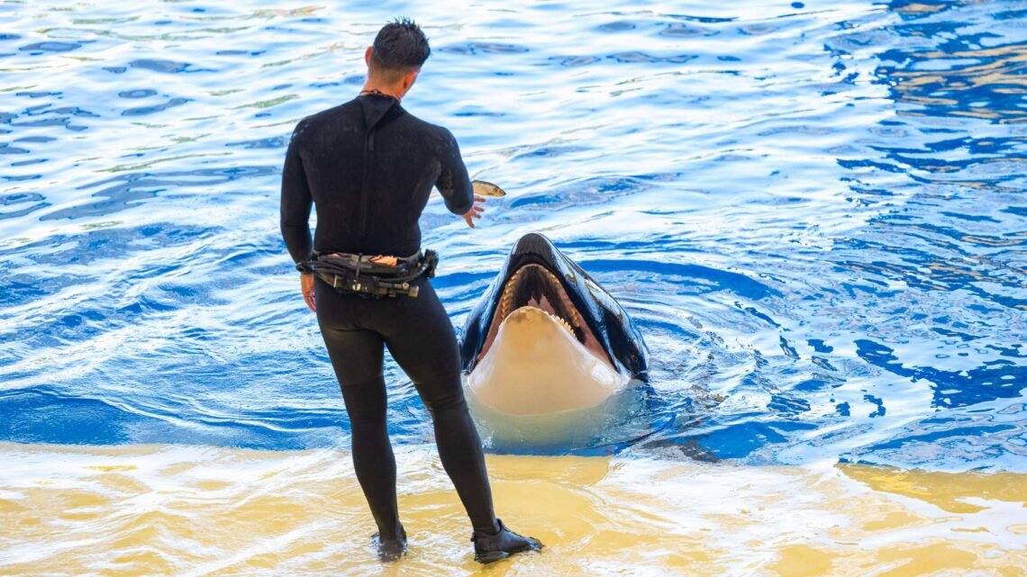 Nouvelles activités à Marineland avant le voyage des orques au Japon: des changements importants en préparation Nouvelles activités à Marineland avant le voyage des orques au Japon: des changements importants en préparation