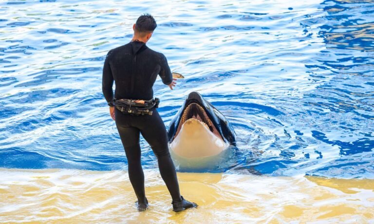 Nouvelles activités à Marineland avant le voyage des orques au Japon: des changements importants en préparation