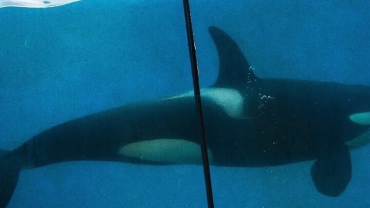 Prochainement, les orques de Marineland seront transférées au Japon.
