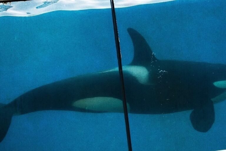 Prochainement, les orques de Marineland seront transférées au Japon.
