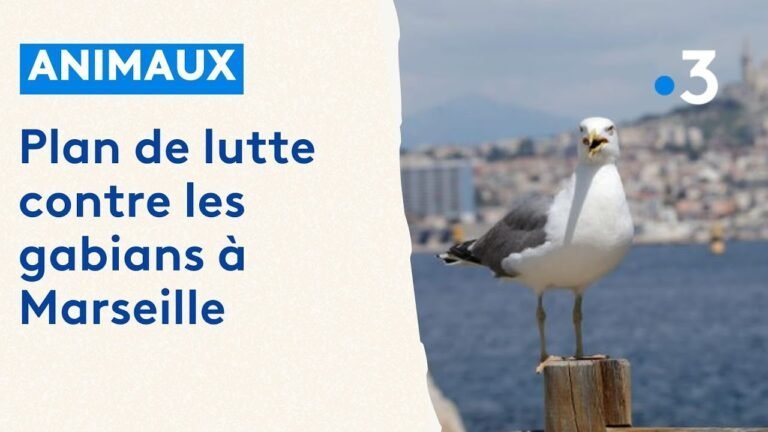 Projet de gestion et de contrôle des gabians à Marseille