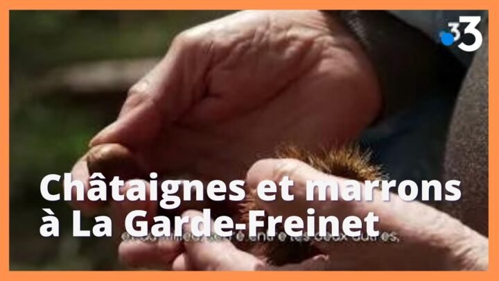 Ramassage traditionnel de châtaignes et marrons à La Garde-Freinet