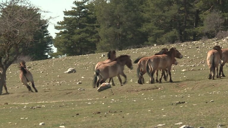 Transfert de chevaux des Monts d&rsquo;Azur de Grasse vers l&rsquo;Espagne