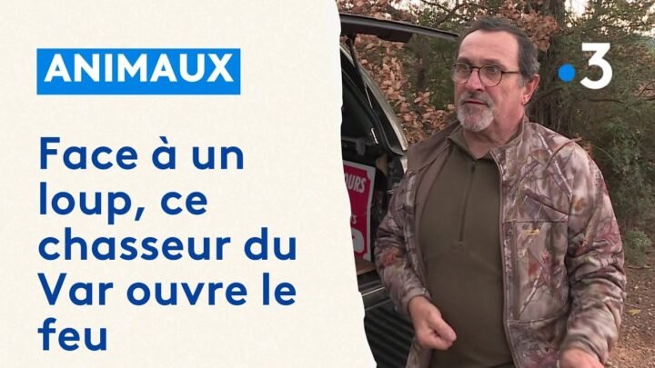 Un chasseur du Var ouvre le feu sur un loup en situation de confrontation