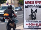 Appel à témoins : à la recherche du motard responsable de la mort de son chien à Marseille