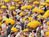 La fabuleuse préparation du mimosa pour le carnaval de Nice