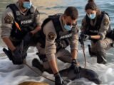 Suivons le travail des gendarmes de l'environnement en Espagne dans "MEDITERRANEO"