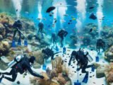 Nettoyage des fonds marins dans les Alpes-Maritimes : une initiative pour préserver l'écosystème aquatique