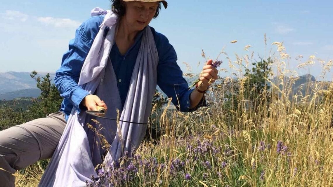 La passion de l’olive: lancement de la cueillette dans les Alpes-Maritimes La passion de l’olive: lancement de la cueillette dans les Alpes-Maritimes