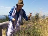 La passion de l'olive: lancement de la cueillette dans les Alpes-Maritimes