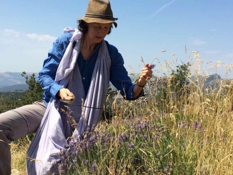 La passion de l&rsquo;olive: lancement de la cueillette dans les Alpes-Maritimes