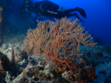 L'augmentation de la température de la Méditerranée menace la biodiversité marine