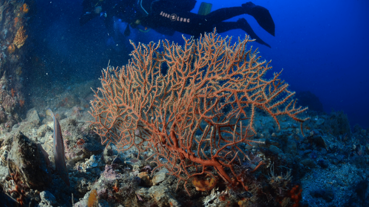 L’augmentation de la température de la Méditerranée menace la biodiversité marine