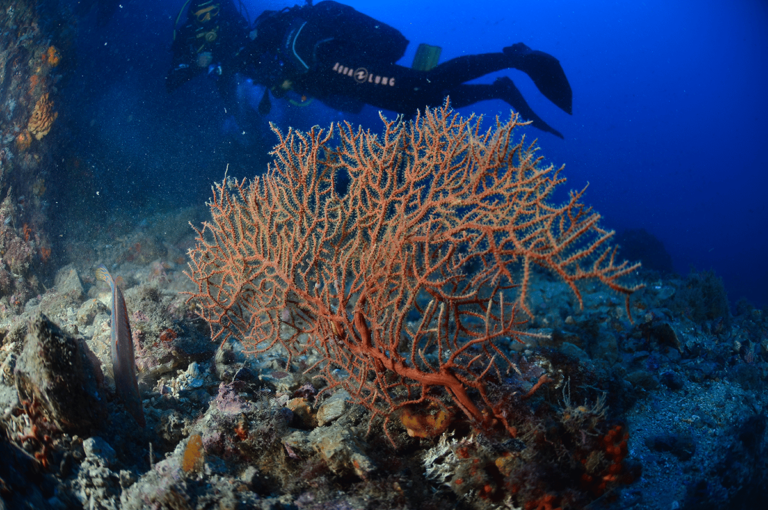 L&rsquo;augmentation de la température de la Méditerranée menace la biodiversité marine