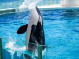 Les orques de Marineland : un voyage incertain vers le Japon