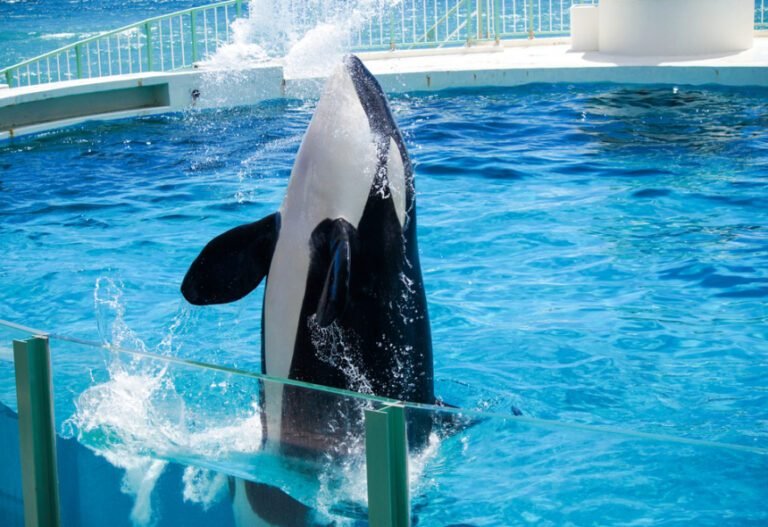 Les orques de Marineland : un voyage incertain vers le Japon