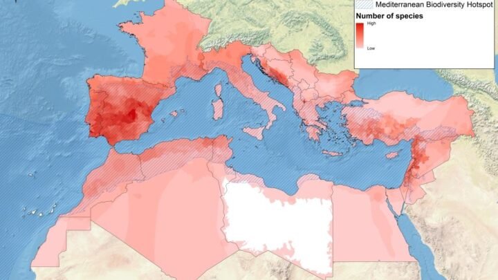 Réchauffement climatique en Méditerranée: les conséquences sur la biodiversité